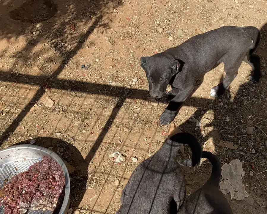 Kepez'de Yavruların Kulaklarını Kesen Tesise Ceza! 5